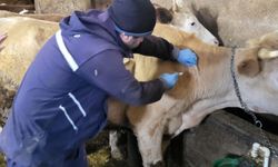 Demirözü'nde aşılama ve küpeleme çalışmaları devam ediyor