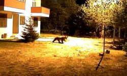 Gümüşhane'de alarm sesine aldırış etmeyen iki ayı görüntülendi