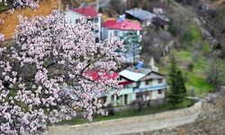 Gümüşhane'de baharın renkleri kışın beyazıyla kucaklaştı