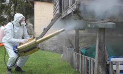 Ordu'da kahverengi kokarca ile kışlak mücadelesi: 330 bin noktadan 190 bini ilaçlandı