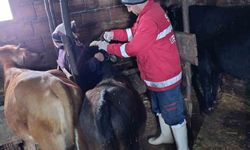 Şap aşılamaları sürüyor