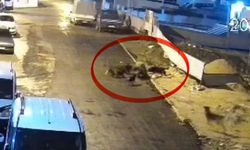Sokak köpeklerinin dehşeti kamerada: Teravih dönüşü yaşlı kadına saldırdılar