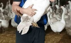 Türkiye'nin ilk kaz kooperatifi Samsun'da kuruldu: Hedef uluslararası pazar