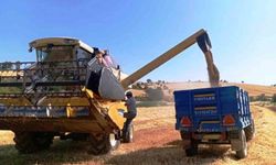 Türkiye'nin yem bitkisi ihtiyacını Samsun karşılıyor