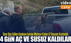 Artvin’de Sınır Dışı Edilen Rus Kadının Evinde Aç Kalan 12 Hayvan Kurtarıldı