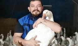 Türkiye'nin ilk kaz kooperatifi Samsun'da kuruldu: Hedef uluslararası pazar