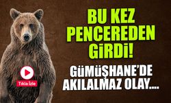 Ayılar Bu Kez Kapıdan Değil Pencereden Girdi!