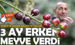 Karadeniz’de Şaşırtan Gelişme: Karayemiş Ağacı Erken Hasat Verdi