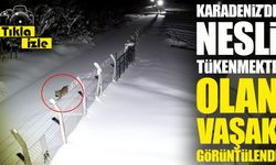 Karadeniz'de Nesli Tükenmekte Olan Vaşak Bir Yıl Sonra Yeniden Görüntülendi