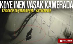 Bayburt’ta Köye İnen Vaşak Kamerada: Yol Kenarında Çevreyi İzledi