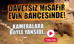 Davetsiz Misafir Evin Bahçesinde! Kameralara Böyle Yansıdı...