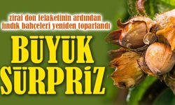 Fındıkta Büyük Sürpriz Bekleniyor: Yeni Sezon Rekoltesi 830 Bin Tona Dayanabilir