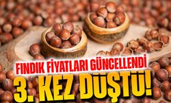 Fındık Fiyatları Güncellendi! Üretici Endişeli, Düşüş Sürüyor