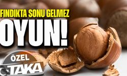 Fındıkta Büyük Şok: Fiyatlar Çakıldı, Üretici Karar Aşamasında