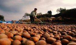 Türk Fındığı Dünya Pazarında Gücünü Koruyor: İlk İki Ayda 388 Milyon Dolar