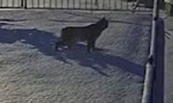 Gümüşhane'de yiyecek arayan vaşak görüntülendi