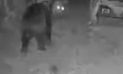 Samsun'da ayı arı kovanlarının çevresinde dolaşırken görüntülendi