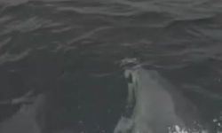 Su yüzeyine çıkan yunuslar kameraya yansıdı