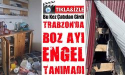 Trabzon'da Ayılar Bu Kez Çatıdan Girdi: Yayla Evlerinde Büyük Hasar