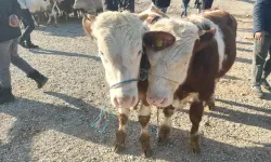 Gümüşhane'nin Kelkit Hayvan Pazarı’nda yoğunluk var! Satış ise sınırlı...