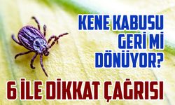 Kış Yağışları Keneyi Tetikledi: Bu 6 İlde Yaşayanlar Dikkat!