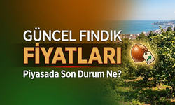 Serbest Piyasada Fındık Fiyatları Duruldu mu? Trabzon Fiyatları Ne Kadar Oldu?