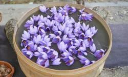 Dünyanın en pahalı gıdaları: Lüks sofraların sırları