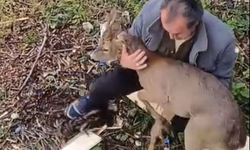 Görele'de araçlara çarpan yaralı karaca derede bulundu