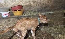 Of’ta Jersey Bereketi: İkinci Nesil Buzağılar Doğdu