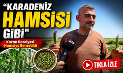 Karadeniz Hamsisine Benzetilen Bezelye Pazarda İlgi Görüyor