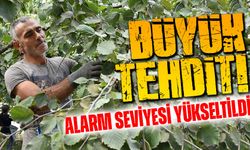 Fındıkta Büyük Tehdit! Of’ta Kokarcaya Karşı Alarm Seviyesi Yükseltildi