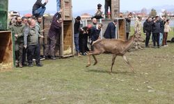 Kızıl Geyikler Doğayla Buluştu! Özgürlüğe Böyle Koştular
