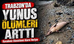 Trabzon’da Yunus Balığı Ölümleri Artıyor Uzmanlar İnceleme Başlattı