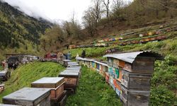 Artvin'de 'Bal Çalıştayı' kapsamında akademisyenler teknik gezi düzenledi