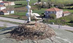 Cami kubbesi 15 yıldır leyleklere yuva oluyor