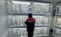 Kahverengi kokarcayla mücadele kapsamında 40 ilde doğaya 1 milyon 650 bin samuray arısı salınacak