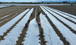 Kavun, karpuz fideleri toprakla buluşuyor