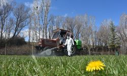 Kelkit'te kene ile mücadele çalışması başlatıldı