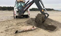 Ölü yunus sahile vurdu