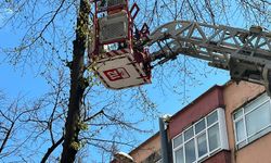 Ordu'da ağaçta mahsur kalan kediyi itfaiye kurtardı