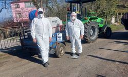 Salıpazarı'nda kahverengi kokarca ile mücadele sürüyor