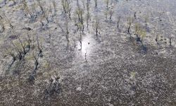Su papatyaları baharın güzelliklerini yansıtıyor