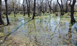 UNESCO listesindeki Kızılırmak Deltası'nda doğa canlanıyor