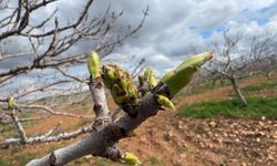 Antep fıstığında büyük tehdit: Karagöz kurdu ve kabuklu bit alarm veriyor