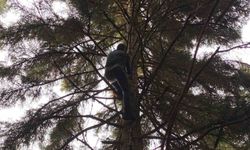 Artvin'de 40 metrelik göknar ağacının tepesine takılan dronu böyle kurtardılar