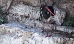 Artvin'de kara leylek görüntülendi