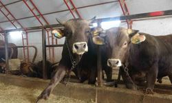 Artvin'de kurbanlıklar pazara çıkmayı bekliyor