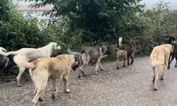 Aybastı'da başıboş köpekler vatandaşları tedirgin ediyor