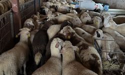 Aydıntepe'de şap hastalığına yönelik NSP ve bağışıklık takibi başlatıldı