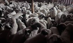 Bayburt'ta buzağı, malak, kuzu ve oğlak desteği ikinci dönem başvuruları bugün başlıyor